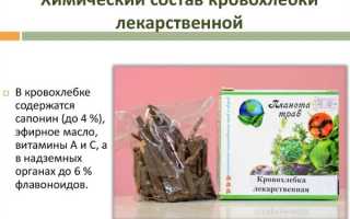Применение, лечебные свойства и противопоказания травы кровохлебка