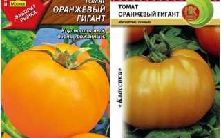 Томат Оранжевый гигант: характеристика и описание сорта, урожайность с фото