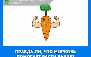 Какое удобрение выбрать для моркови при посадке весной