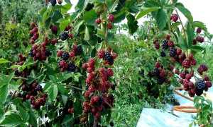 Подкормка ежевики весной: получаем 100% прекрасный урожай