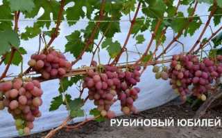 Виноград сорта Гелиос: розовый вариант легендарной Аркадии