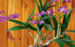 Ухаживание за дендробиумом Кинга (Dendrobium kingianum)
