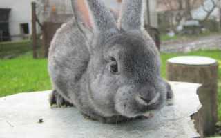 Длиннохвостая шиншилла — Long-tailed chinchilla