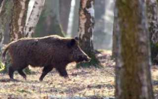 Дикий кабан – величественный хозяин европейских лесов