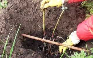 Описание 12 лучших сортов коралловых пионов, правила посадки и ухода
