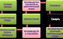 Менактра Вакцина менингококковая, 1 шт., 0.5 мл, раствор для внутримышечного введения