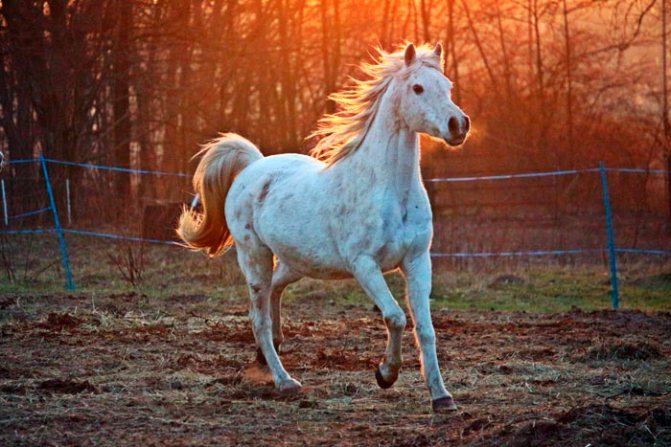 арабская лошадь