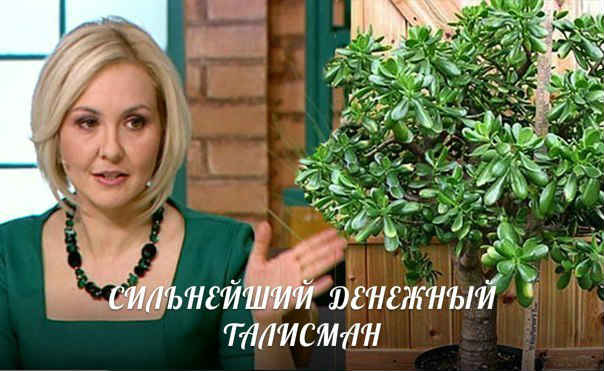 Денежное дерево