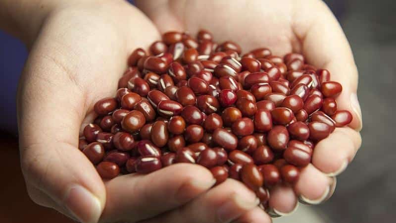 Фасоль - это белок или углевод? – разберемся с составом и свойствами продукта