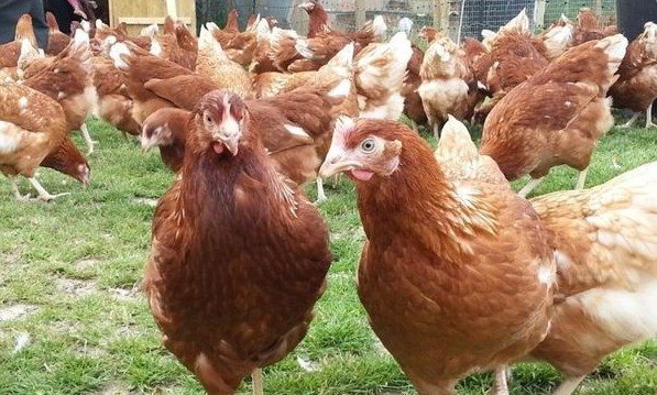 Хайсекс браун