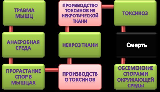 Контроль клостридий – систематическая вакцинация