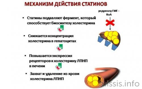 Механизм действия статинов