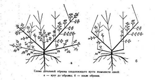 Подготовка кустов жимолости к зиме. Процедуры подготовки жимолости к зиме