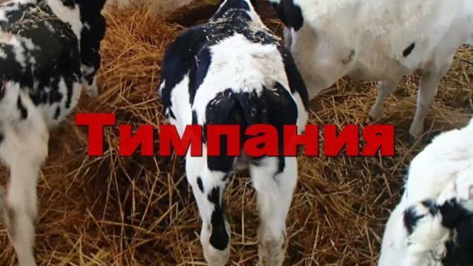 Тимпания