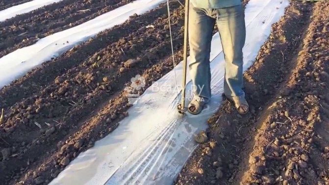 Укрытие грунта под арбузы пленкой