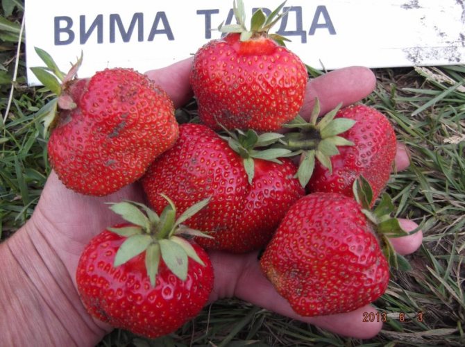 вима тарда
